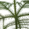 Kamerden (Araucaria heterophylla) D 21 H 80 cm
