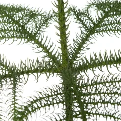 Kamerden (Araucaria heterophylla) D 21 H 80 cm