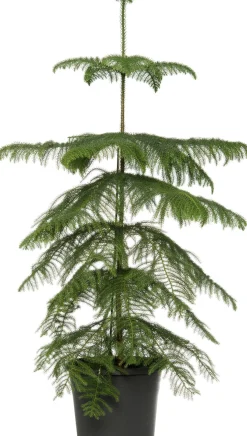 Kamerden (Araucaria heterophylla) D 17 H 60 cm