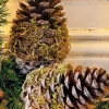 Kersthanger pinus 10 - 13 cm