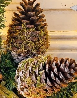 Kersthanger pinus 10 - 13 cm
