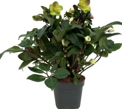 Kerstroos (Helleborus 'Beauty Princess') D 17 H 45 cm