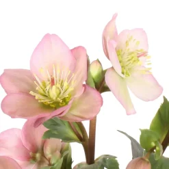 Kerstroos (Helleborus (HGC) 'Ice N' Roses® Early Rose') D 15 H 50 cm