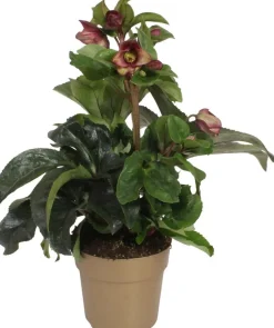 Kerstroos (Helleborus (HGC) 'Ice N' Roses® Early Red') D 15 H 50 cm
