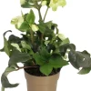 Kerstroos (Helleborus (HGC) 'Ice N' Roses® White') D 15 H 40 cm