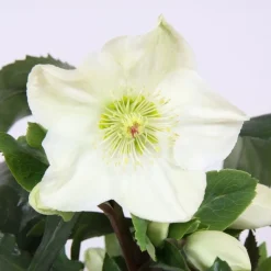 Kerstroos (Helleborus (HGC) 'Ice N' Roses® White') D 15 H 40 cm