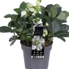 Kerstroos (Helleborus niger 'Christmas Carol') D 12 H 25 cm