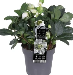 Kerstroos (Helleborus niger 'Christmas Carol') D 12 H 25 cm