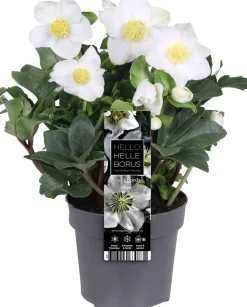 Kerstroos (Helleborus niger 'Christmas Carol') D 12 H 25 cm