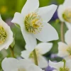 Kerstroos (Helleborus niger) D 11 H 30 cm