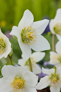 Kerstroos (Helleborus niger) D 11 H 30 cm