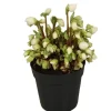 Kerstroos (Helleborus niger 'Verboom Beauty') D 12 H 15 cm