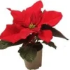 Kerstster (Euphorbia pulcherrima 'Red') D 6 H 13 cm