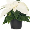 Kerstster (Euphorbia pulcherrima 'White') D 6 H 13 cm