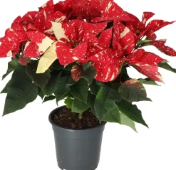 Kerstster (Euphorbia pulcherrima 'Glitter') D 19 H 50 cm