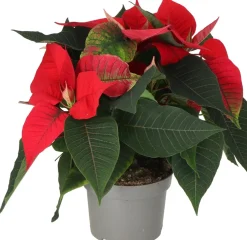Kerstster (Euphorbia pulcherrima 'Red') D 13 H 30 cm