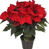 Kerstster (Euphorbia pulcherrima) D 14 H 40 cm
