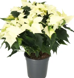 Kerstster (Euphorbia pulcherrima 'Alaska White') D 19 H 50 cm