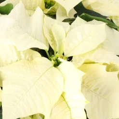 Kerstster (Euphorbia pulcherrima 'Alaska White') D 19 H 50 cm