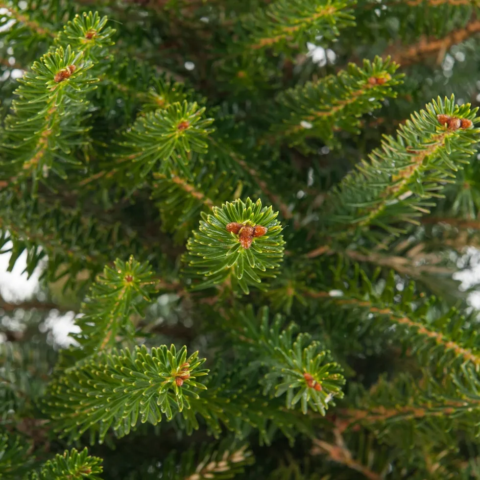 Koreaanse zilverspar kerstboom met kluit 100 - 125 cm