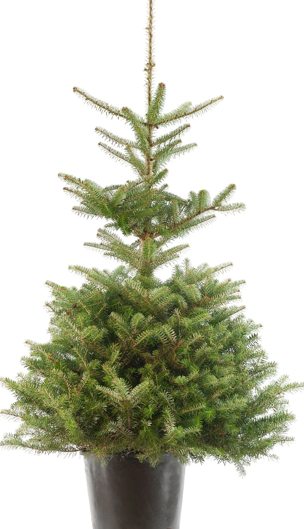 Koreaanse zilverspar kerstboom met kluit 100 - 125 cm