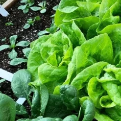 Makkelijke Moestuin voeding mix 20 L