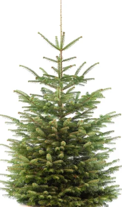 Nordmann kerstboom gezaagd 150 - 175 cm