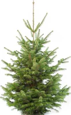 Nordmann kerstboom gezaagd 125 - 150 cm