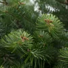 Nordmann kerstboom gezaagd 250-300 cm