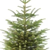 Nordmann kerstboom gezaagd 210 -240 cm
