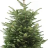 Nordmann kerstboom in pot 125 - 150 cm