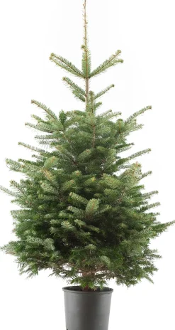 Nordmann kerstboom in pot 125 - 150 cm