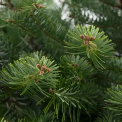 Nordmann kerstboom in pot 125 - 150 cm