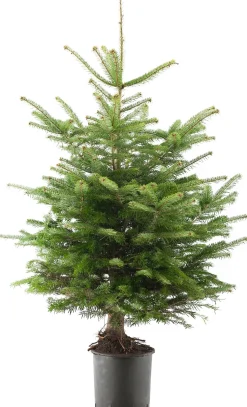 Nordmann kerstboom in pot 100 - 125 cm