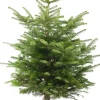 Nordmann kerstboom in pot 80 - 100 cm