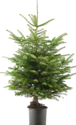 Nordmann kerstboom in pot 100 - 125 cm