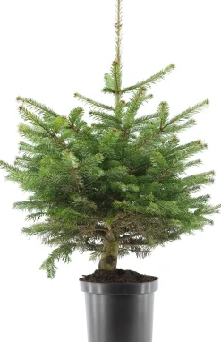 Nordmann kerstboom in pot 60 - 80 cm