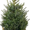 Servische spar kerstboom in mand D 29 H 80 - 100 cm