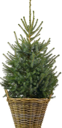 Servische spar kerstboom in mand D 29 H 80 - 100 cm