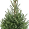 Servische spar kerstboom in pot 60 - 80 cm