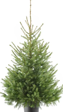 Servische spar kerstboom in pot 150 - 175 cm