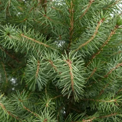 Servische spar kerstboom in pot 80 - 100 cm