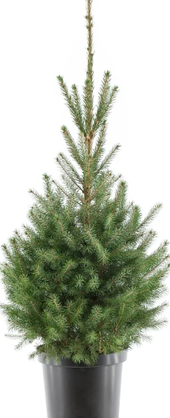 Servische spar kerstboom in pot 80-100 cm