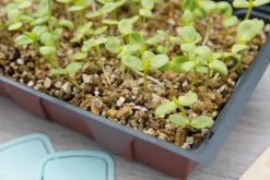 Sogo potgrond vermiculiet 3,5 L