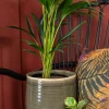 TS bloempot Iris groen D 8 H 7 cm