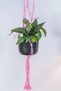 TS plantenhanger macramé roze H 90 cm