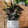 TS plantentrolley zwart D 26 H 6 cm