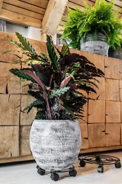 TS plantentrolley zwart D 26 H 6 cm