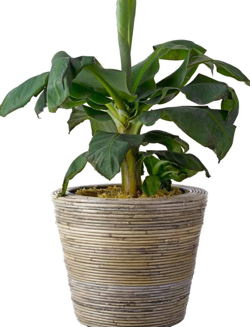 Van der Leeden bloempot streep grijs D 43 H 33 cm