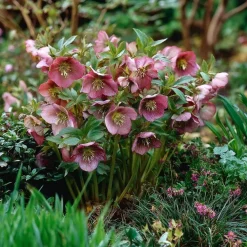 10 x Biologische Lenteroos (Helleborus orientalis) D 11 H 15 cm
